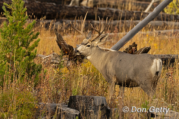 Mule Deer Buck