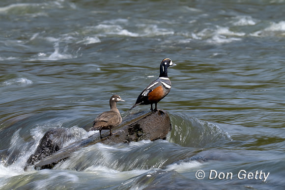 Harlequin Duck