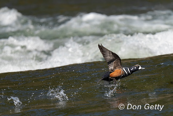 Harlequin Duck