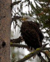 Bald Eagle