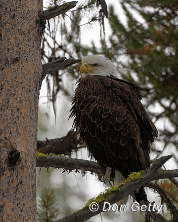 Bald Eagle