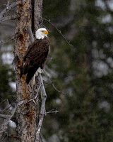 Bald Eagle