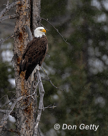 Bald Eagle