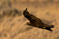 Golden Eagle