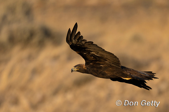 Golden Eagle