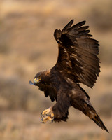 Golden Eagle
