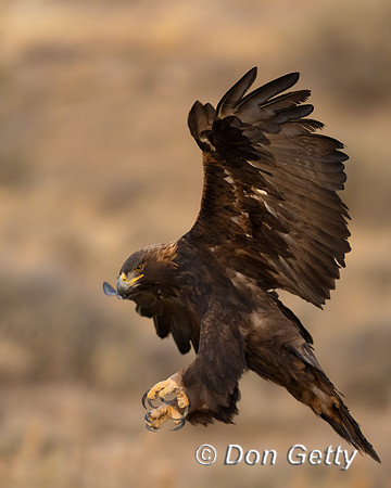Golden Eagle