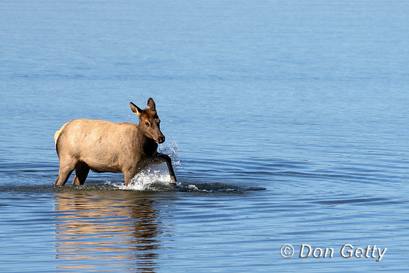 Cow Elk