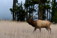 Bull Elk