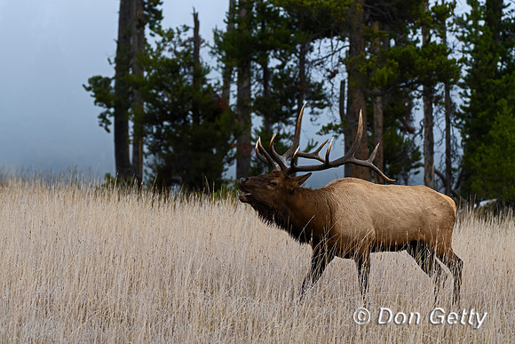 Bull Elk