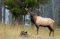 Bull Elk