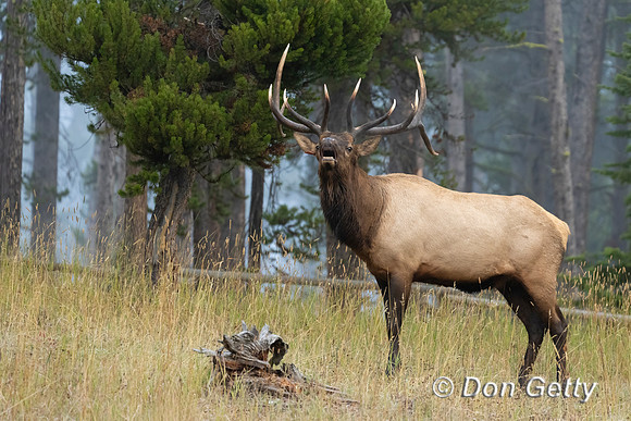 Bull Elk