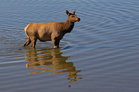 Cow Elk