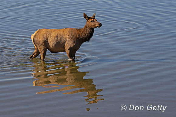 Cow Elk
