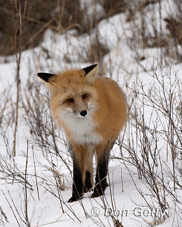 Red Fox