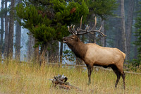 Bull Elk