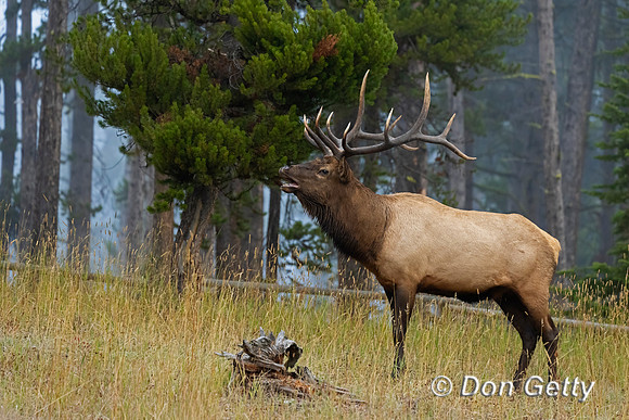 Bull Elk