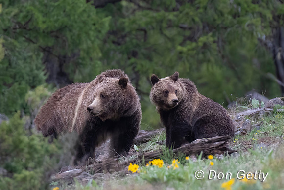 Grizzly Bear