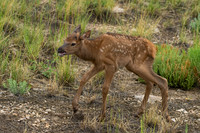 Elk Calf