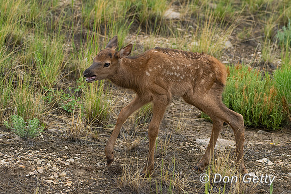 Elk Calf