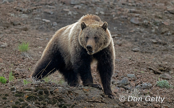 Grizzly Bear