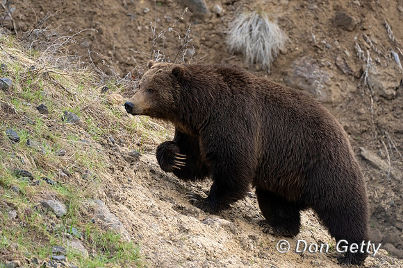 Grizzly Bear