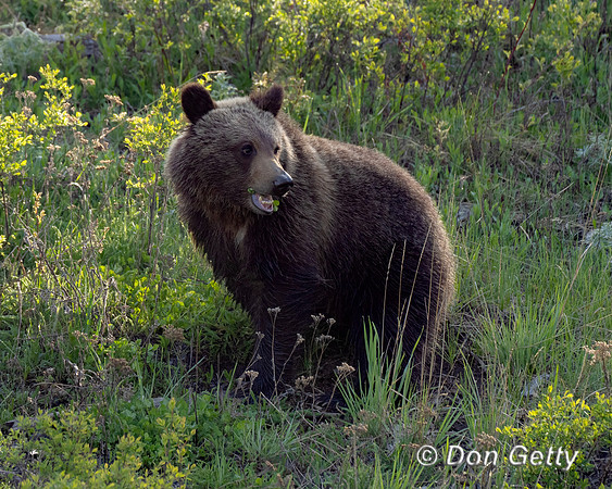 Grizzly Bear