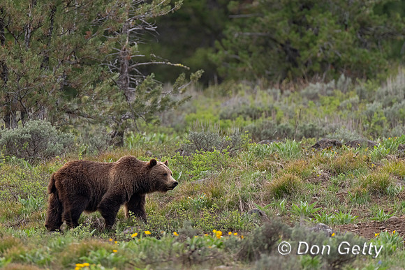 Grizzly Bear
