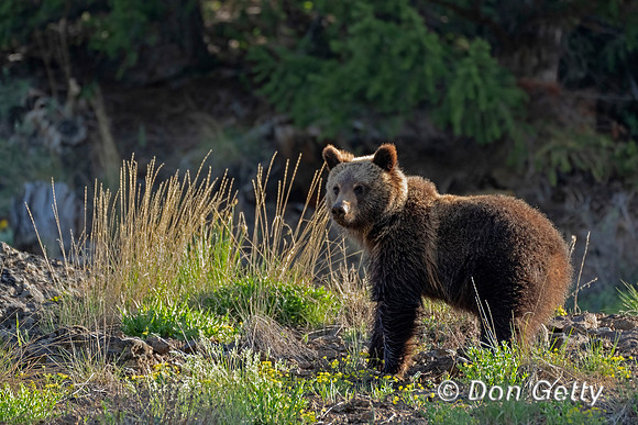 Grizzly Bear