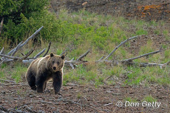 Grizzly Bear