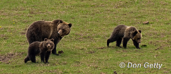 Grizzly Bear