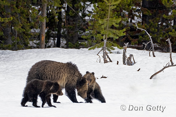 Grizzly Bear