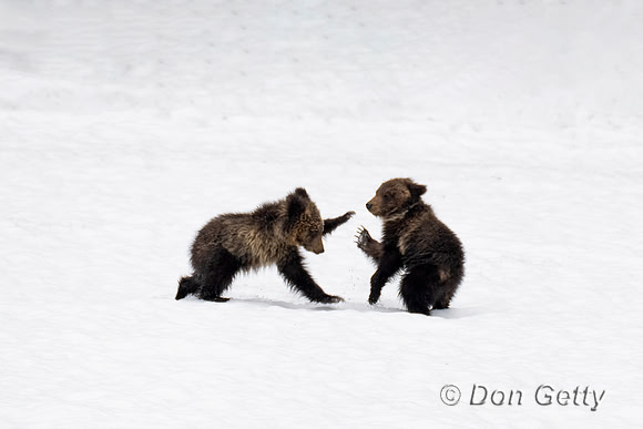Grizzly Bear