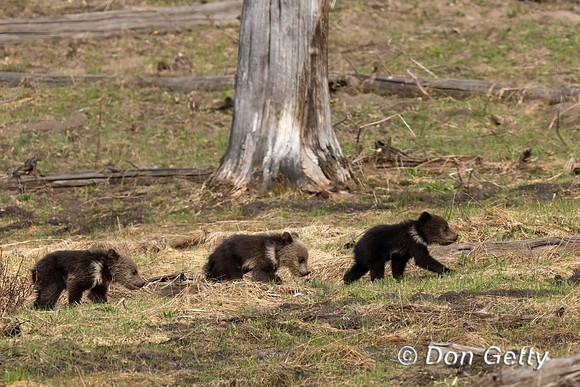 Grizzly Bear