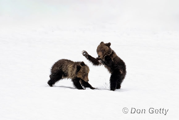 Grizzly Bear