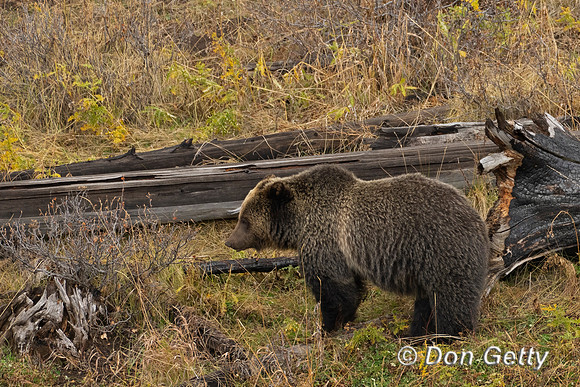 Grizzly Bear