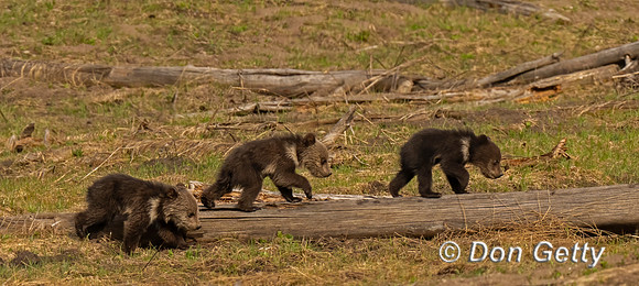 Grizzly Bear