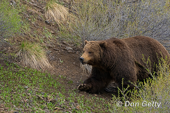 Grizzly Bear