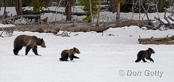 Grizzly Bear
