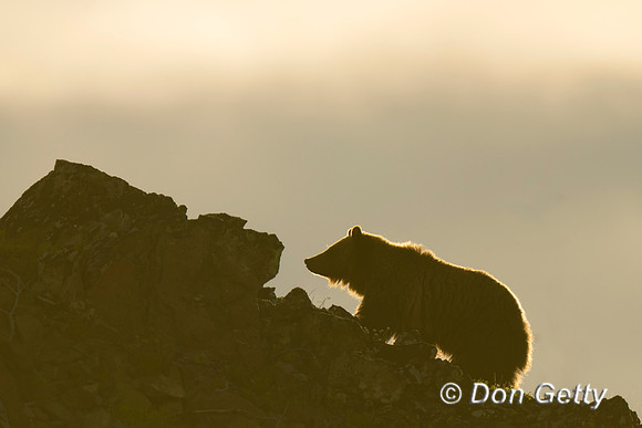 Grizzly Bear