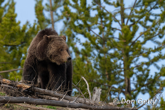 Grizzly Bear