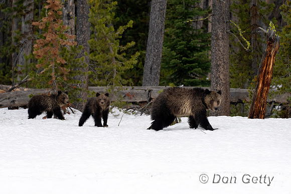 Grizzly Bear
