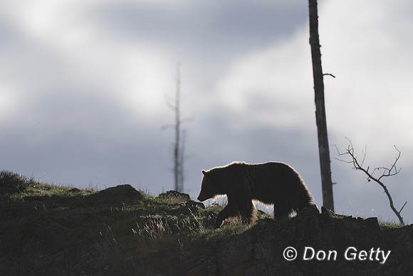 Grizzly Bear