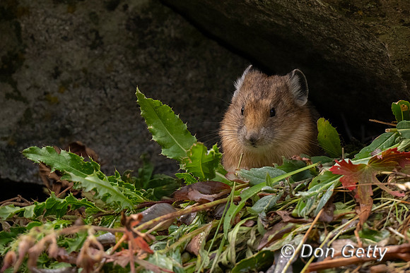 Pika