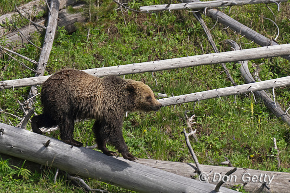 Grizzly Bear
