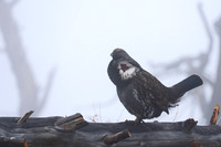 Dusky Grouse