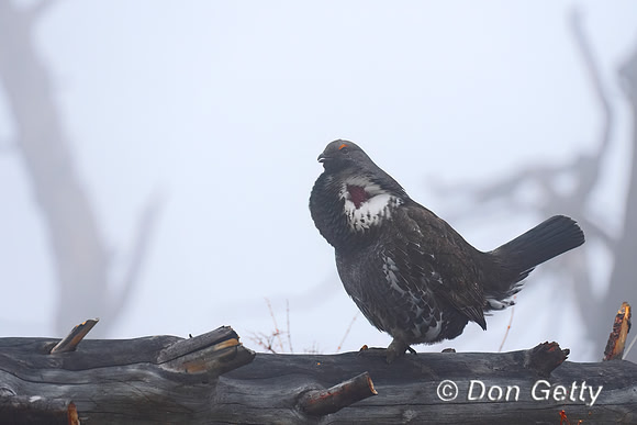 Dusky Grouse