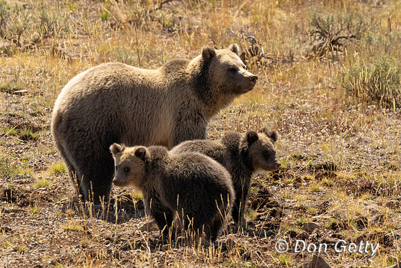 Grizzly Bear