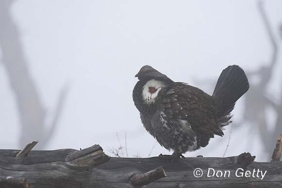 Dusky Grouse