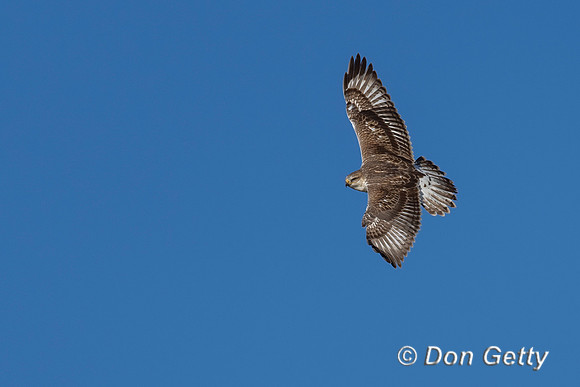 Ferruginous Hawk